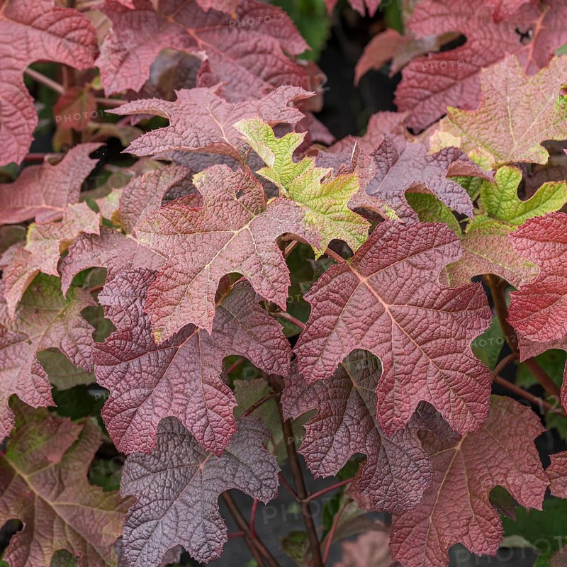Oakleaf hydrangea (Hydrangea quercifolia 'Ruby Slippers'), BS Sämann, Germany