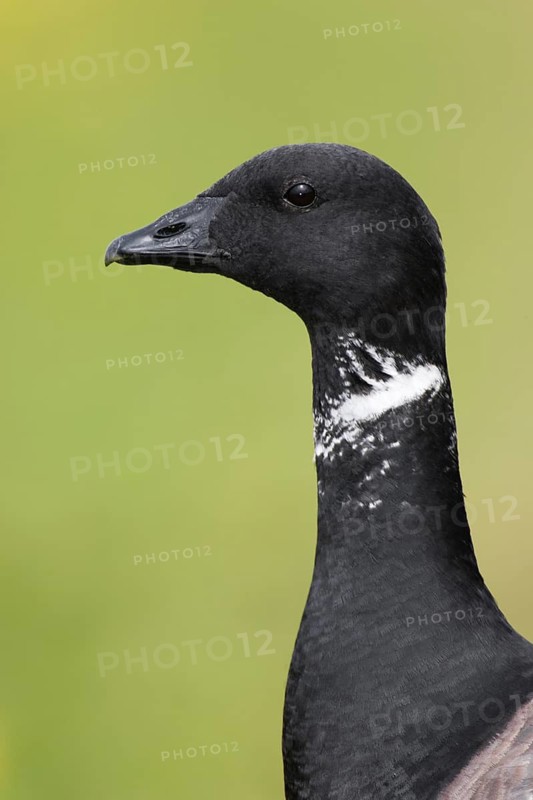 Brant Goose (Branta bernicla), Texel, Netherlands