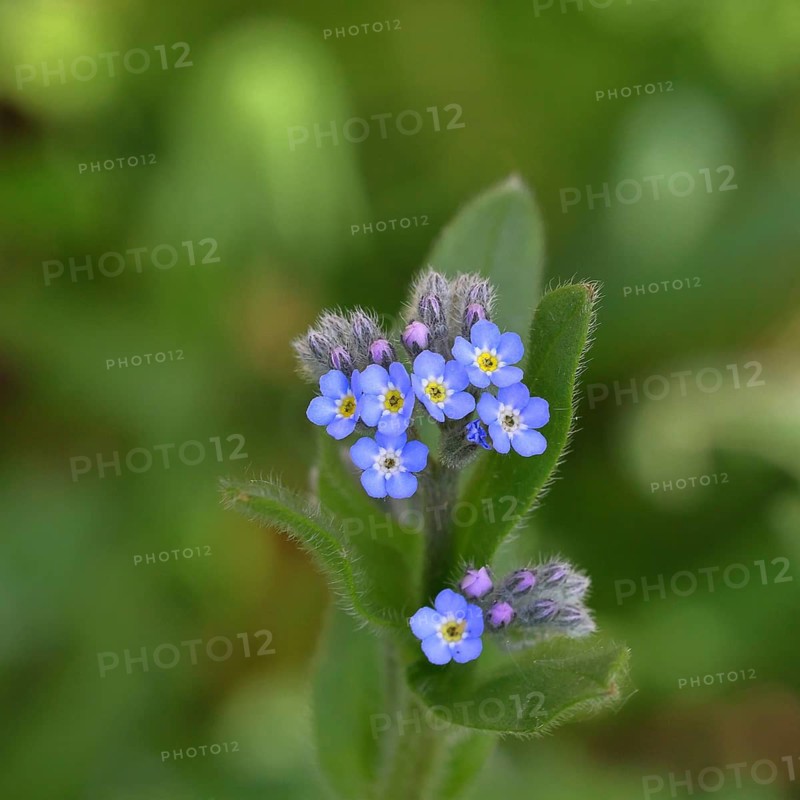 Field forget-me-not, field forget-me-not (Myosotis arvensis), tiny flowers, on a wild field, Wilnsdorf, North Rhine-Westphalia, Germany