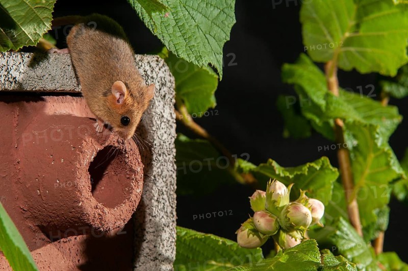 Hazel vole, Hazel dormouse, Muscardinus avellanarius, rodents, rodentia, bilche, dormice, dormouse, mammals, nesting aid, nest box, rodents, sleepers, mammals