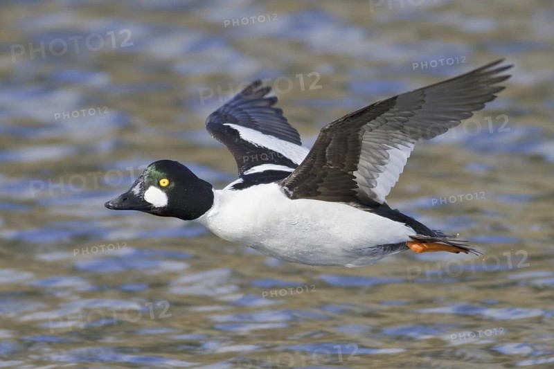 Common Goldeneye (Bucephala clangula) male flying, British Columbia, Canada