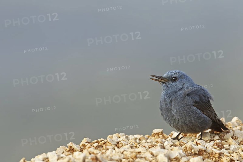 Blue Rock Thrush (Monticola solitarius) male, Turkey
