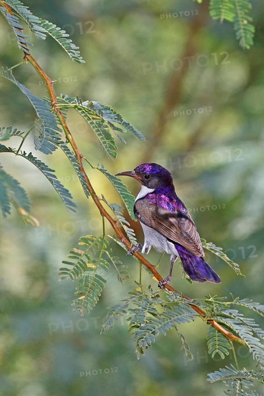 Eastern Violet-backed Sunbird (Anthreptes orientalis) male, Lake Baringo, Kenya