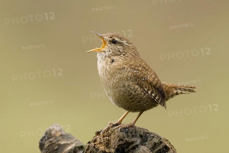 Eurasian Wren (Troglodytes troglodytes) singing, Rhineland-Palatinate, Germany