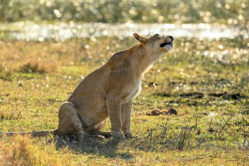 A lioness (Panthera leo) shakes herself near Atzaró Camp, Okavango Delta, North-West District, Botswana