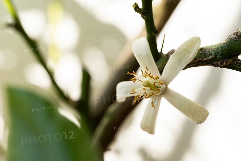 Close-up of a white blossom, lemon tree, citrus (Citrus)
