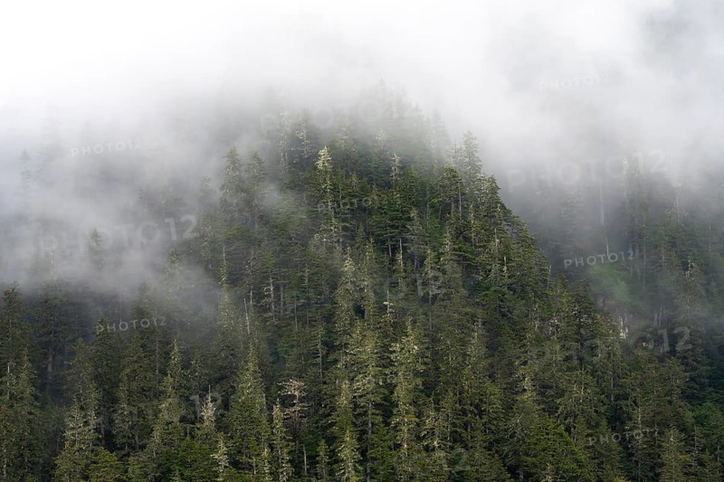 Dense forest on mountain slopes, mystical fog sweeping through the forest, Kenai Fjords National Park, Kenai Peninsula, Alaska, USA