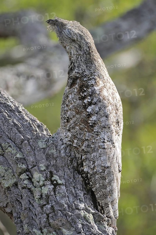 Great Potoo (Nyctibius grandis), Pantanal, Brazil