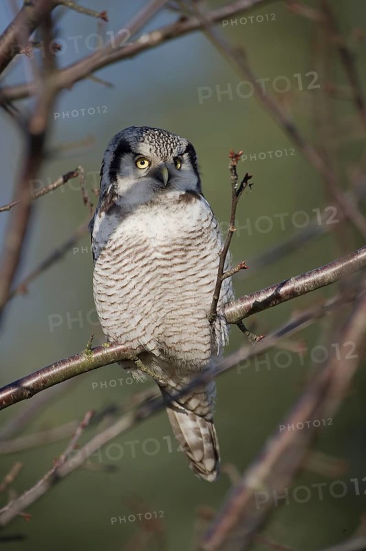 Northern Hawk-Owl (Surnia ulula), Saxony, Germany