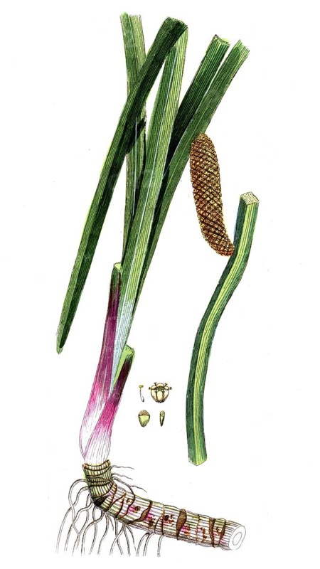Acorus calamus, digital reproduction of a historical model, between 1790 and 1810