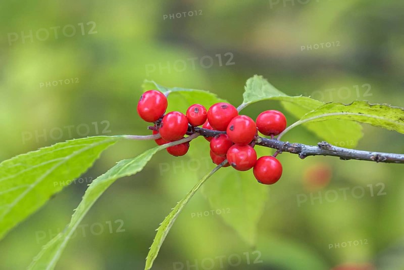 Coral plant (Ilex verticillata), Leipzig Botanical Garden, Germany