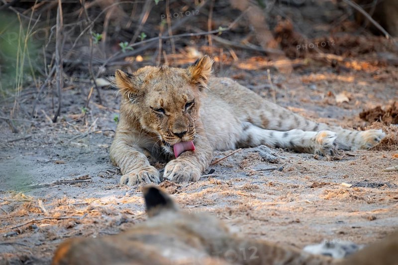 Cub, lion (Panthera leo) lying, Savuti, Chobe National Park, Botswana