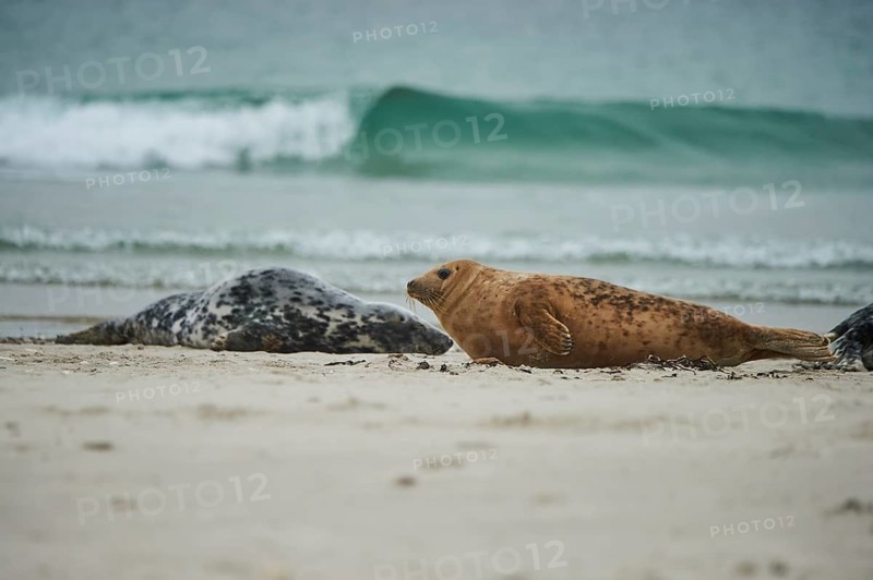 Grey seal (Halichoerus grypus) lying on the beach, Düne, Helgoland, Schleswig-Holstein, Germany
