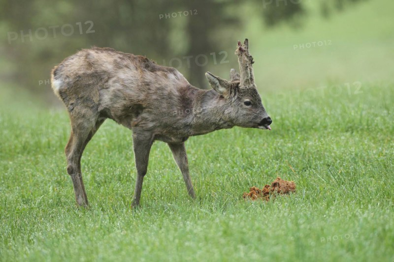 European roe deer (Capreolus capreolus) buck with shaggy winter coat and long, barely covered velvet horns at the feeding station in the meadow, velvet bursts open, sweeping begins, Allgäu, Bavaria, Germany