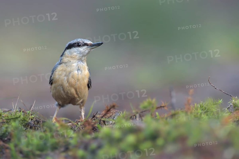 Eurasian Nuthatch (Sitta europaea), Netherlands