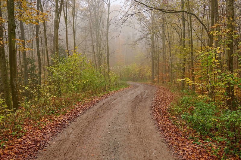 Forest path, deciduous forest, colourful, fog, autumn, Helmstadt, Würzburg, Franconia, Bavaria, Germany