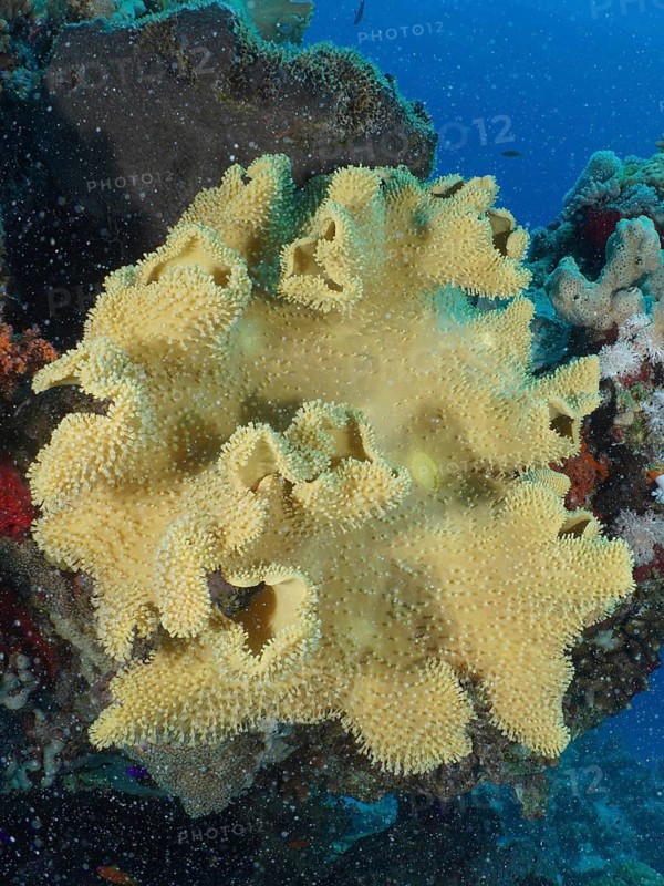 Rough leather coral (Sarcophyton glaucum)
