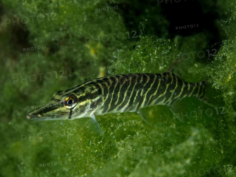 Striped pike (Esox lucius) moving calmly in front of green algae, dive site Zollbrücke, Rheinau, Canton Zurich, Rhine, High Rhine, Switzerland, Jestetten, Germany