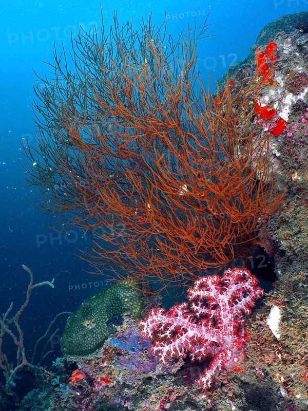 Black coral (Antipathes dichotoma) on a diverse underwater reef, dive site Pidada, Penyapangan, Bali, Indonesia