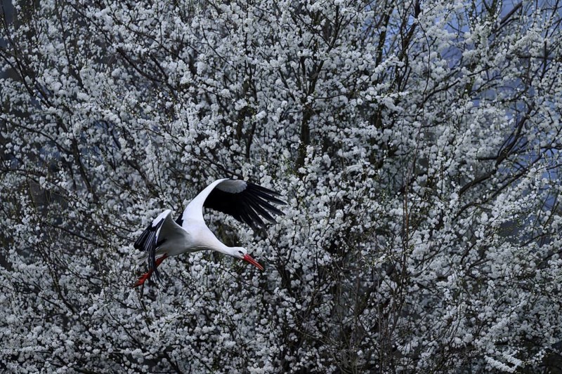 A white stork (Ciconia ciconia) flies in front of a background of flowering white shrubs, Dümmer nature park Park, Lower Saxony, Germany