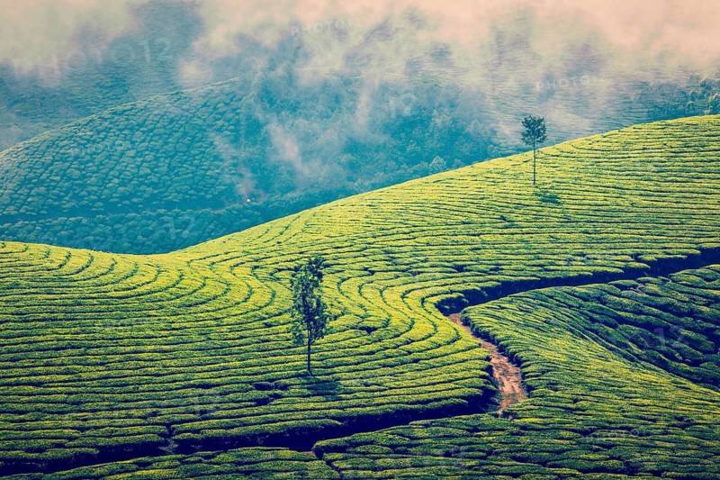 Vintage retro effect filtered hipster style image of Kerala India travel background, green tea plantations in Munnar, Kerala, India, tourist attraction