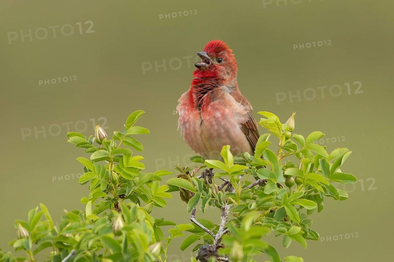 Common Rosefinch (Carpodacus erythrinus) male singing, Armenia