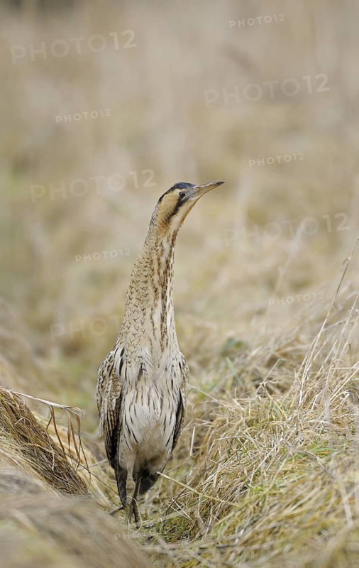 Rohrdommel (Botaurus stellaris), Bittern, Altvogel im Winter, Februar, Muenster, Nordrhein-Westfalen, Deutschland