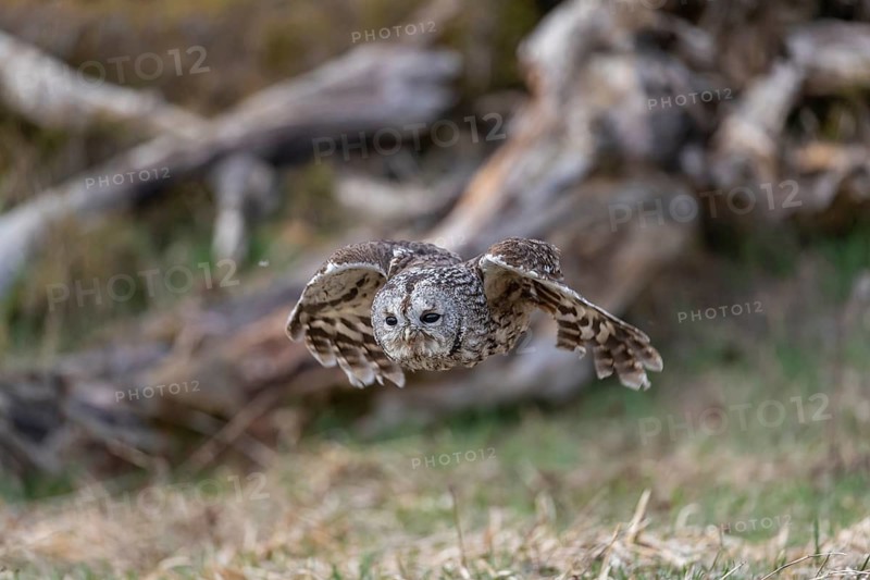 One tawny owl or brown owl (Strix aluco) starting off of a branch for a hunt