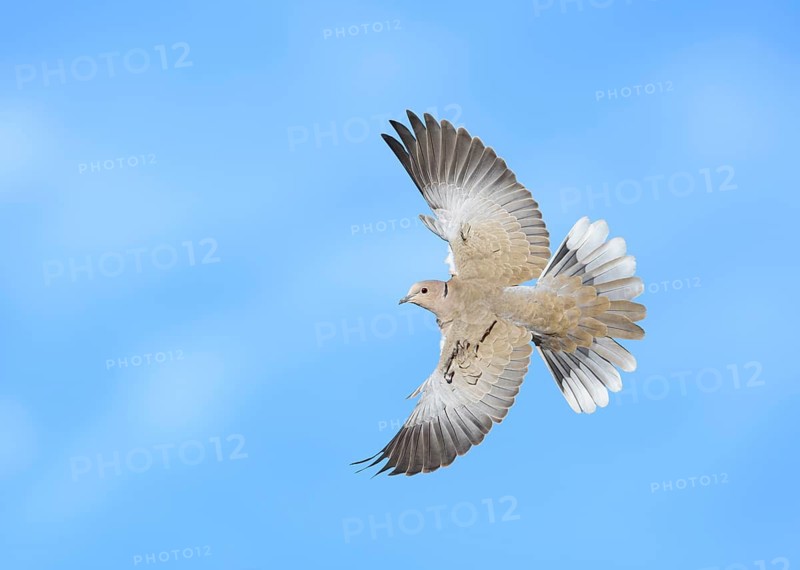 Eurasian Collared Dove (Streptopelia decaocto) flying, California, USA