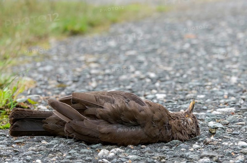 Blackbird, dead find, turdus merula, birds, female, passeri, songbirds, songbirds, road death, death, dead, traffic victim, traffic death, birds, female, run over