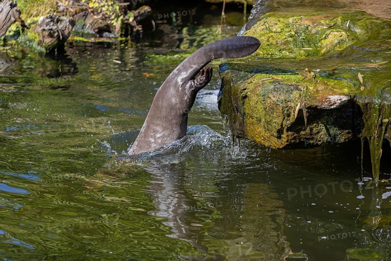 One giant otter or giant river otter (Pteronura brasiliensis) jumping down into the river from a mossy rock above a little cascade