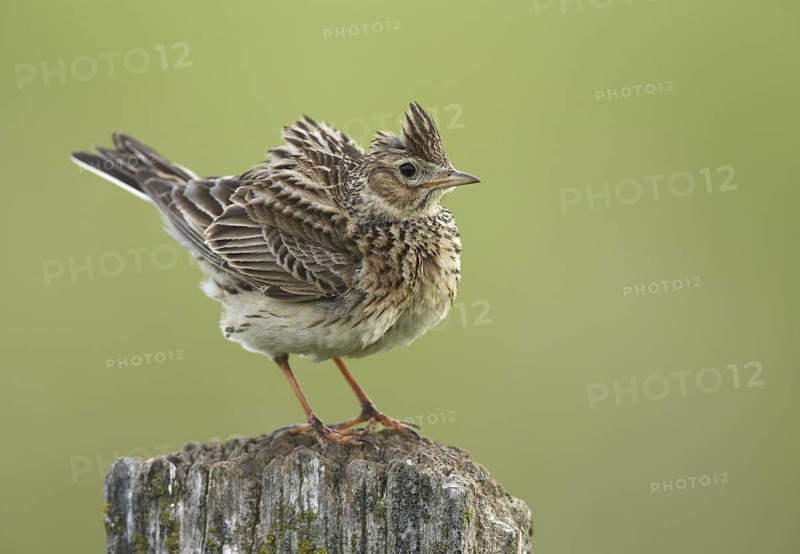 Eurasian Skylark (Alauda arvensis), Schleswig-Holstein, Germany