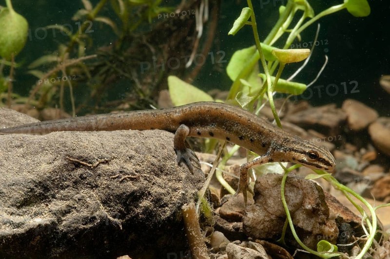 Lissotriton vulgaris meridionalis, southern smooth newt, southern pond newt, amphibians, caudata, female, amphibians, newts, newts, tailed amphibians, water newts, female