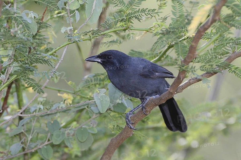 Slate-colored Boubou (Laniarius funebris), Lake Baringo, Kenya