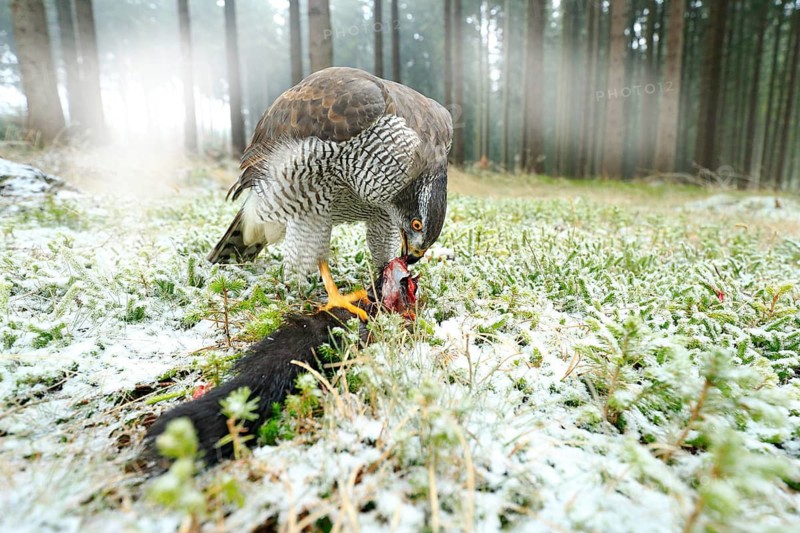 Goshawk with killed black squirrel in the forest with winter snow - photo with wide angle lens. Wildlife scene in nature habitat. Forest with Bird of prey. Animal behaviour, wildlife scene from nature