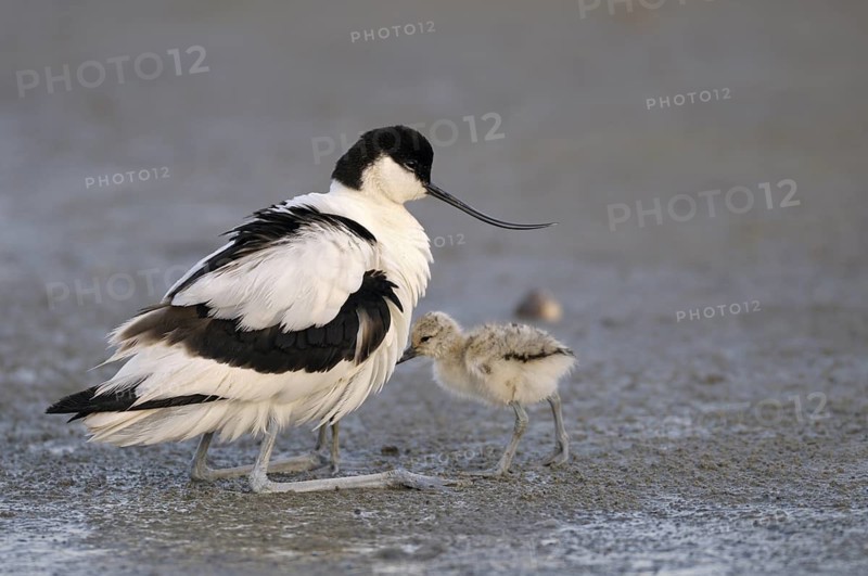 Saebelschnaebler (Recurvirostra avosetta), Avocet, Altvogel hudert seine Jungen, Juni, Insel Texel, Nordsee, Nordholland, Niederlande