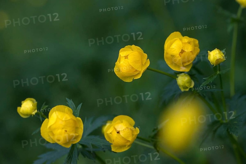 Budabin seed, buttercup, butter ball, butterrose, globe flower, goldhead, buttercup, ball ranunculus, ranunculaceae, trollflower, trollius europaeus, flora, plants, plants