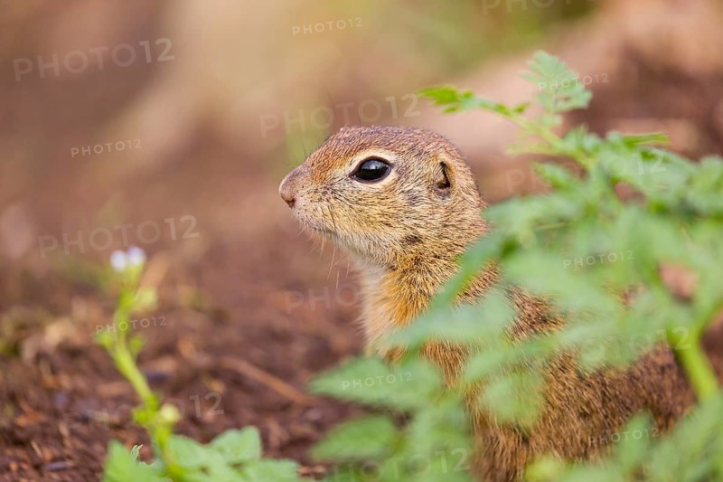 An adult European ground squirrel (Spermophilus citellus) or European souslik stands tall in a green meadow, watching the surrounding