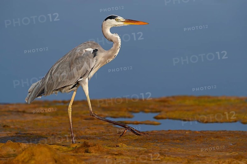 Great Egret, Heron, foraging, (Ardea cinerea) Muscat, Al Qurm Park, Muscat, Oman