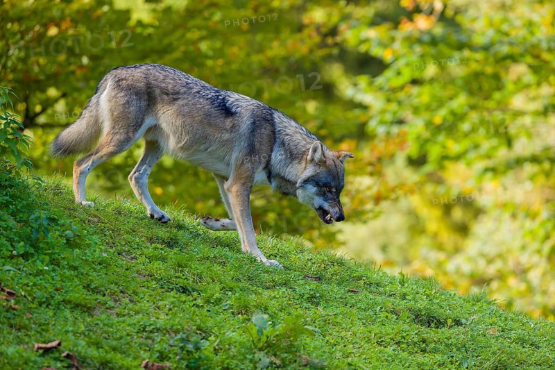 One eurasian gray wolf (Canis lupus lupus) walks down a hill on green grass with a forest in the background