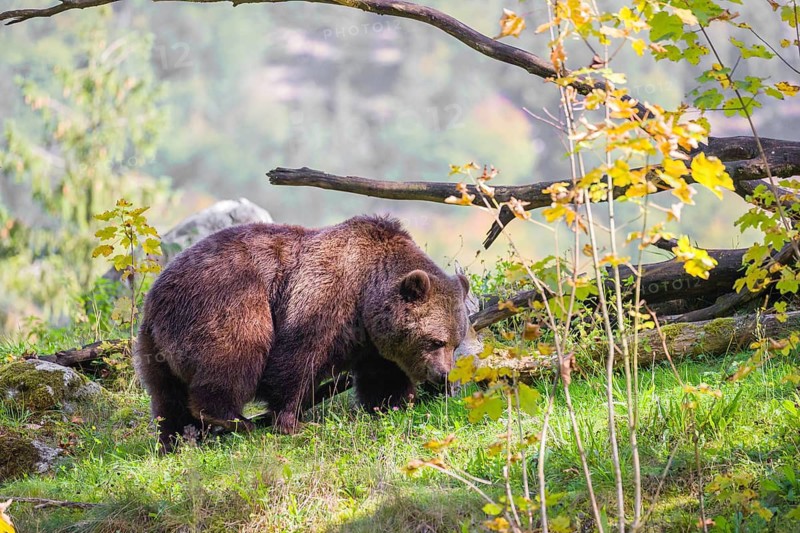 An adult female brown bear (Ursus arctos arctos) stands grazing on a green meadow on top of a hill. A green forest can be seen in the background