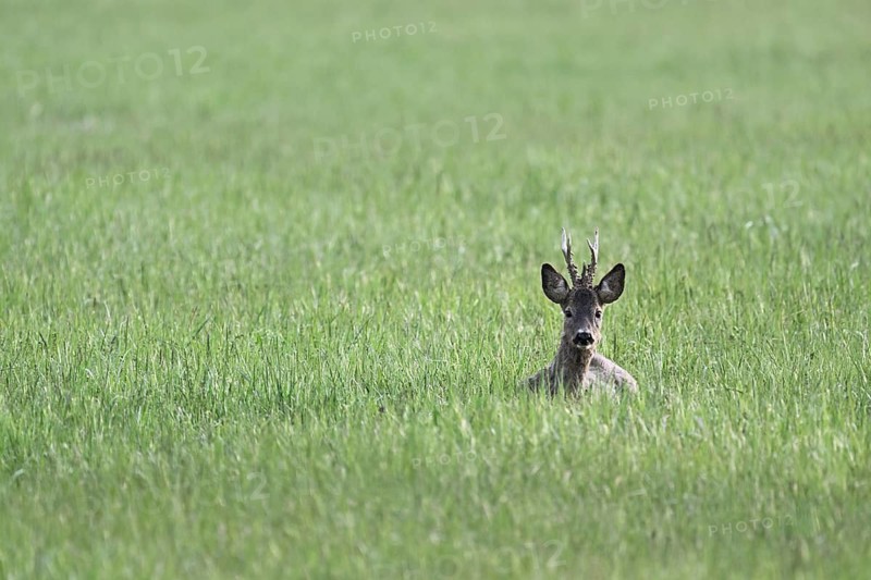 Roebuck (Capreolus capreolus), sitting in meadow, Lake Neusiedl National Park, Seewinkel, Burgenland, Austria