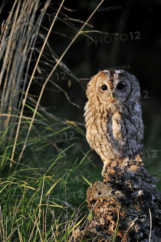 Tawny owl (Strix aluco) perched on tree stump in meadow at forest edge