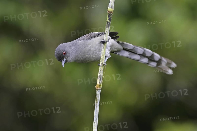 Long-tailed Sibia (Heterophasia picaoides), Malaysia