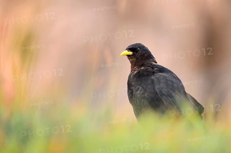 Alpine Chough (Pyrrhocorax graculus) perched on the ground, Bern, Switzerland