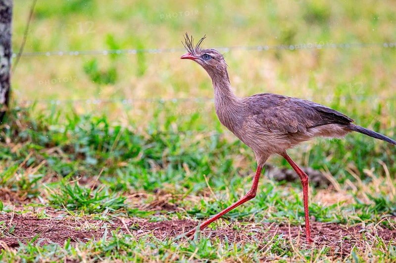 Red-footed seriema (Cariama cristata) Pantanal Brazil