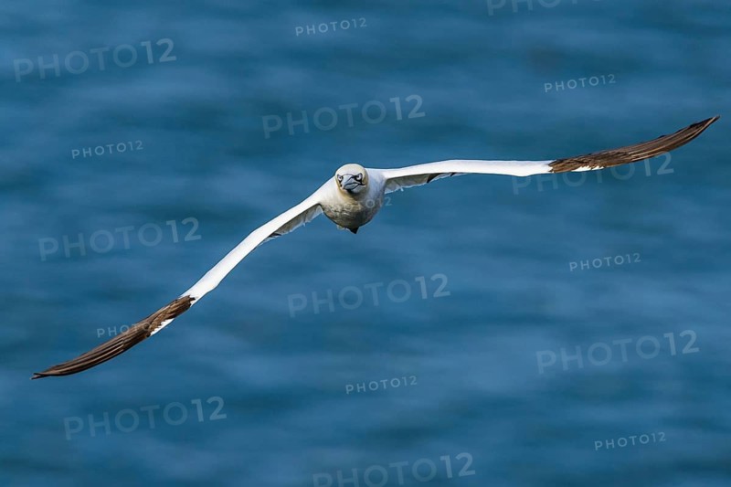 Northern Gannet, Morus bassanus, bird in flight over sea, Bempton Cliffs, North Yorkshire, England, United Kingdom