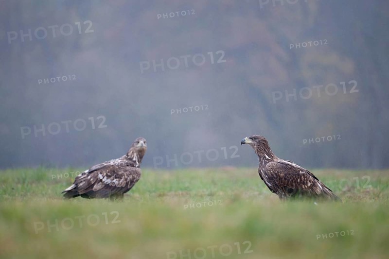 White-tailed eagle (Haliaeetus albicilla), juvenile, young white-tailed eagle in a forest clearing during heavy rain, Podlaskie Voivodeship, Poland