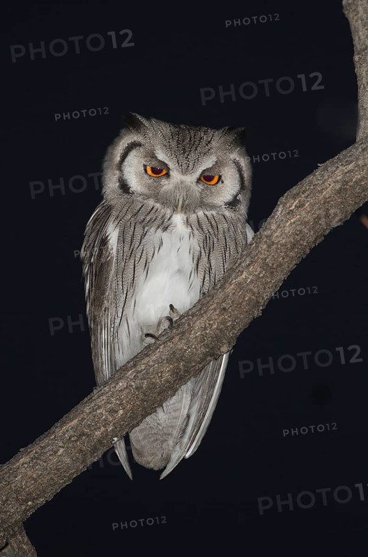 Southern White-faced Owl (Ptilopsis granti), Etosha, Namibia