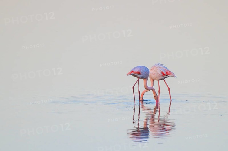 Greater Flamingo (Phoenicopterus roseus), Greece